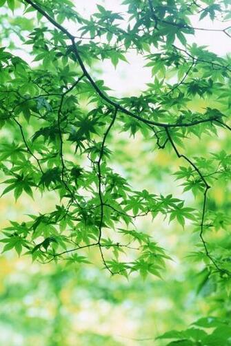 Cool Green Maple Leaf iPhone Wallpaper Good HD