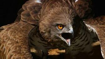Fond Ecran HD Animaux Oiseau De Proie Aigle Wallpaper Bird Of Prey