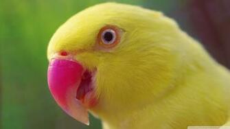 Yellow Parrot Wallpaper