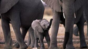 Baby Elephant Wallpaper