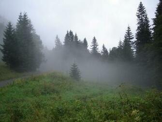 Forest Fog Desktop Pc And Mac Wallpaper
