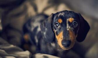 Dachshund Wallpaper Background