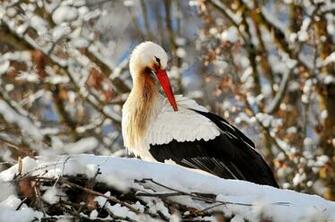White Stork Full HD Wallpaper And Background Image
