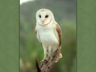 Barn Owl Wallpaper Background
