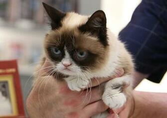 HD Wallpaper Grumpy Cat Desktop X Kb Jpeg
