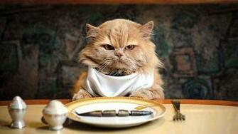 Animal Food Funny Wallpaper