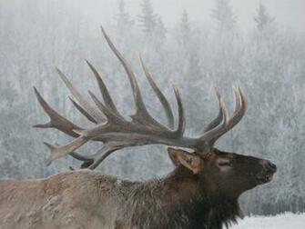 Monster Elk At Juniper Mountain Ranch