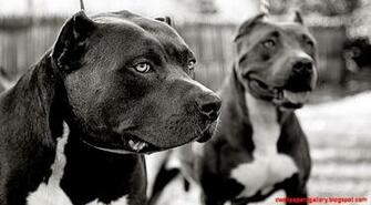 Wallpaper4u Brothers For Life Pitbull Strong Playful Beautiful