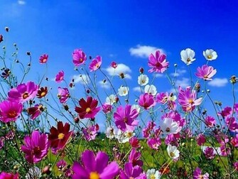 Spring Flowers Wallpaper HD Beautiful Black And White