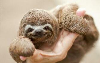Funny Sloth HD Widescreen Wallpaper Source
