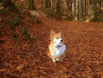 Welsh Corgi Desktop Wallpaper