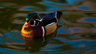 Mandarin Duck HD Wallpaper