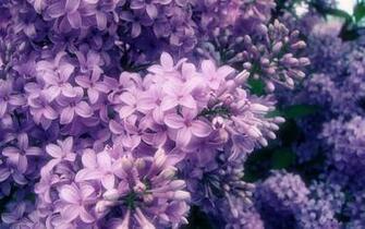 Lilac Wallpaper