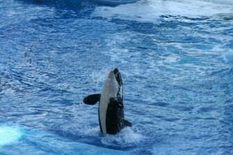 Shamu Wallpaper