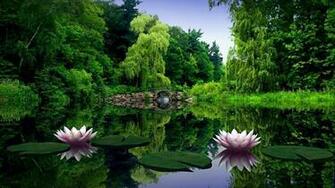 Wallpaper Water Lilies Leaves Pond Bridge