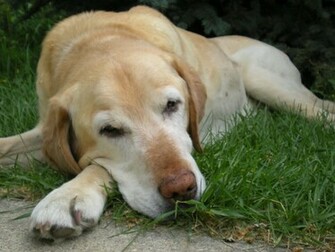 Yellow Lab Wallpaper Jpg