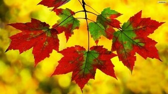 Wallpaper Desktop Leaves Autumn