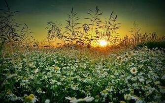 Grass Chamomile Sunset Summer Wildflower D Wallpaper Background