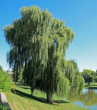 Willow Tree