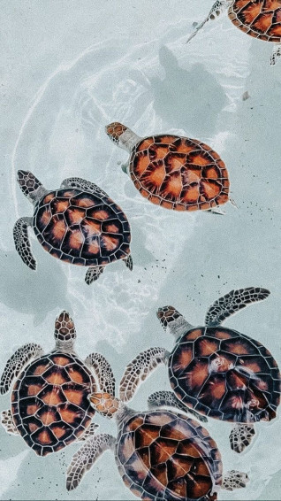 Animals Cute Summer Wallpaper Turtle