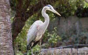 Wallpaper Great Blue Heron Bird
