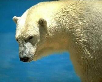 Model Polar Bear Wallpaper Enjoy For