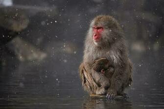 Japanese Macaque Wallpaper X Net
