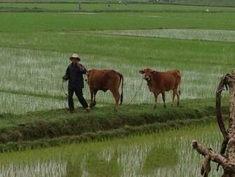 The Peaceful Countryside Scenery Picture Of Vietnam Vespa Adventures