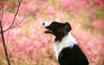 Animal Border Collie Wallpaper