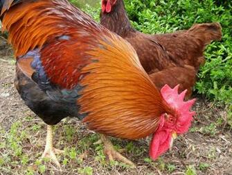 Of Roosters Crowing And Chickens Image Eggs Wallpaper