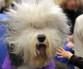 Old English Sheepdog Wallpaper