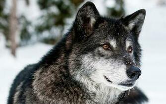 Wallpaper Wolf Muzzle Eyes Predator Ultra HD 4k