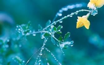 Spring Flowers Wallpaper For Computer HD Cool Desktop