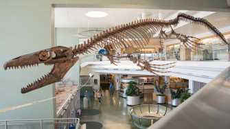 Paleontologist Describes New Genus Of Mosasaurs Gnathomortis