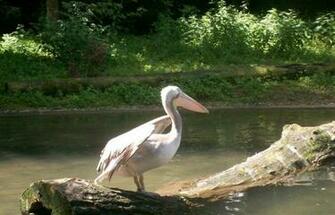 Pelican Wallpaper