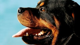 Rottweiler Wallpaper
