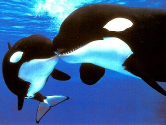 Mammals Ahoy These Enormous Whales Sometimes Called Killer