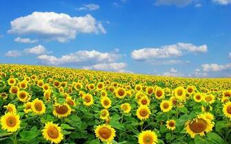 Sunflower HD Wallpaper