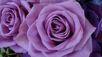 Rose Wallpaper Best
