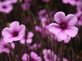 Purple Flowers Wallpaper HD