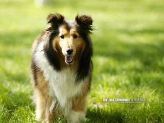 Sheltie Dog Wallpaper No Desktop Wallcoo Net