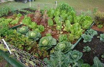 Vegetable Garden Wallpaper Odd