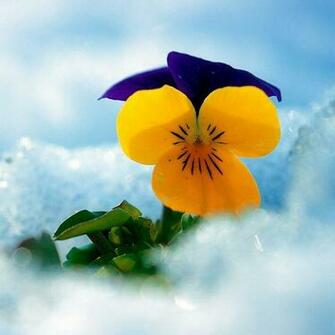 Winter Flowers Wallpaper For This Christmas Fest On The