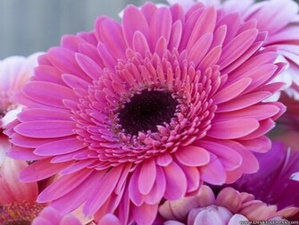 Wallpaper Flowers Gardens Background Gerbera Daisy