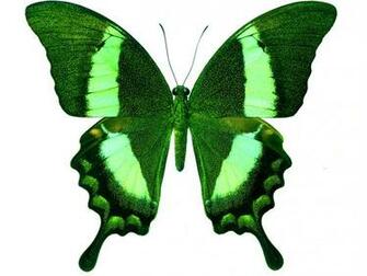 Butterfly Wallpaper HD Topwallpaper