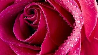 Wallpaper U 3d Water Drop On Pink Rose HD