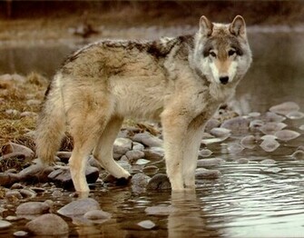 Wallpaper Wolf Pup Background HD Background Desktop