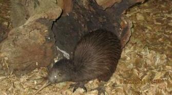 Beautiful Cute Little And Brown Kiwi Is Dead Wallpaper