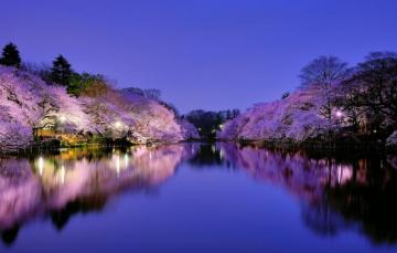 Wallpaper The Sky Trees Night City Cherry Lake Park