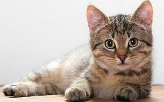 Cute Cat Wallpaper High Definition